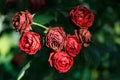 Bushes of fading roses. Drying flowers. Dying beauty Royalty Free Stock Photo