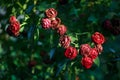 Bushes of fading roses. Drying flowers. Dying beauty Royalty Free Stock Photo