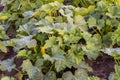 Bushes of flowering vegetable marrow with spotty leaves on field