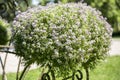 Bushes with flowers