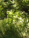 Bushes in the forest, summer nature, Poland Royalty Free Stock Photo