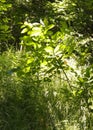 Bushes in the forest, summer nature, Poland Royalty Free Stock Photo