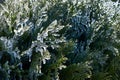 Bushes after freezing rain Royalty Free Stock Photo