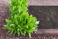 Bushes of fresh sorrel in the garden bed.Green leaves of herbs.Soft focus.ÃÂ¡oncept of growing salutary plants, an ingredient for