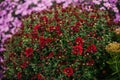 Bushes of garden flowers grow in a flowerbed with a fluffy bush. Autumn beautiful background. Natural texture Royalty Free Stock Photo