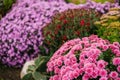 Bushes of garden flowers grow in a flowerbed with a fluffy bush. Autumn beautiful background. Natural texture Royalty Free Stock Photo