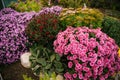 Bushes of garden flowers grow in a flowerbed with a fluffy bush. Autumn beautiful background. Natural texture Royalty Free Stock Photo