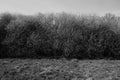 Bushes, grass and sky in black and white