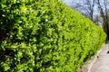 Bushes. Green bushes. Exactly trimmed bushes with small green leaves. Spring bushes.