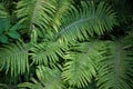 Bushes, green fern background, texture Royalty Free Stock Photo