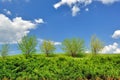 Bushes on the green hill