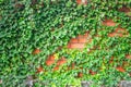 Bushes of a green plant create a beautiful background. Fence wrapped in vine. An orange brick wall is with many green leaves. Royalty Free Stock Photo