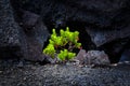 Bushes growing between lava rocks