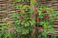 Bushes with heart shaped flowers Lamprocapnos spectabilis growing in the garden Royalty Free Stock Photo