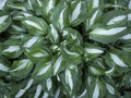 Bushes hosts with striped green-white leaves