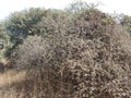 bushes from Indian hillside lands prevents soil erosion
