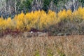 Bushes Larsen Lake Blueberry Farm Park Bellevue Washington