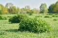 Bushes of nettles on a meadow