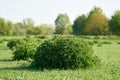 Bushes of nettles on a meadow in a park