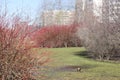 Bushes in a park in a residential area against the backdrop of the facades of tall houses, urbanism.