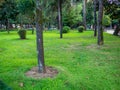 Bushes in the park. Well-groomed park area. Quiet place in the city Royalty Free Stock Photo