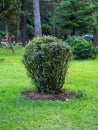 Bushes in the park. Well-groomed park area. Quiet place in the city Royalty Free Stock Photo