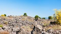 Bushes on petrified lava flow after Etna eruption