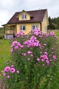 Bushes of pink asters against background of yellow wooden house in summer garden