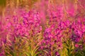 Bushes of pink color Rosebay Willowherb Epilobium angustifolium closeup outdoors from low angle view during daytime