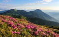 The bushes of pink rhododendron flowers on the mountain hill. Morning landscape with beautiful sky and clouds. A nice summer day. Royalty Free Stock Photo