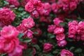 Beautiful blooming pink rose on a bush in the garden Royalty Free Stock Photo