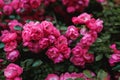 Beautiful blooming pink rose on a bush in the garden Royalty Free Stock Photo