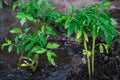 Bushes planted tomato prepayment running water