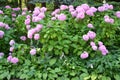 Bushes of plentifully blossoming hydrangea Hydrangea L. in the park Royalty Free Stock Photo
