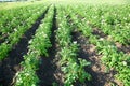 Bushes of potato Royalty Free Stock Photo