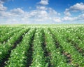 Bushes of potato Royalty Free Stock Photo