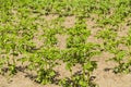 Bushes of potato are in the field Royalty Free Stock Photo