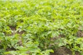 Bushes of potato are in the field Royalty Free Stock Photo