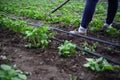 Bushes of potato seedlings in the garden. Watering hose between rows of vegetables Royalty Free Stock Photo