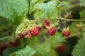 Bushes raspberries Royalty Free Stock Photo