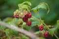 Bushes raspberries Royalty Free Stock Photo