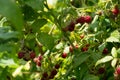 Bushes raspberries Royalty Free Stock Photo