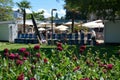 Bushes of red dahlia flowers in a flowerbed in a city park in bright sunshine. The background is blurred Royalty Free Stock Photo