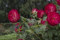 Bushes of red roses in the garden Royalty Free Stock Photo