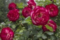 Bushes of red roses in the garden Royalty Free Stock Photo