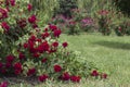 Bushes of red roses in the garden Royalty Free Stock Photo