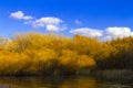 Bushes and reed in the water, Fall colors