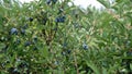 Bushes with ripe haskap berry. Ripe berries of edible honeysuckle Lonicera on branches in the garden against a Royalty Free Stock Photo