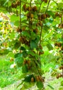 Bushes with ripe kiwi large fruits. Italy agritourism Royalty Free Stock Photo