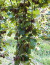 Bushes with ripe kiwi large fruits. Italy agritourism